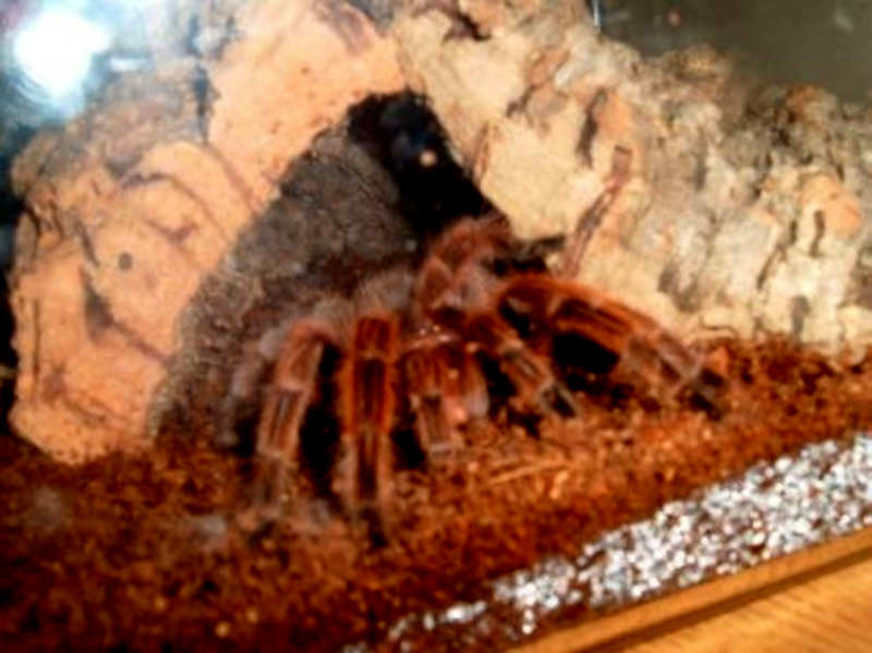 Chilean Rose: One of the Best Choices for Beginners Who Want a Pet Tarantula Spider