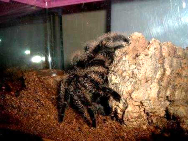 Curly-Haired Tarantula Spider