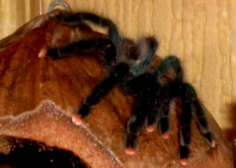 Pink Toe Tarantula Spider