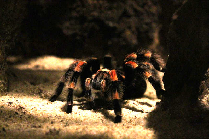 The Mexican Red-knee is a popular pet tarantula spider